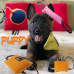 KIT PUPPY