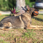 BITE ROLL MÉDIO SOFT (TECIDO DE BITE) PRONTA ENTREGA